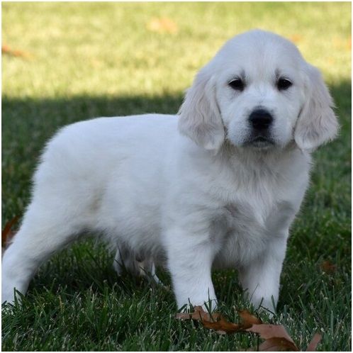 Golden Retriever mit Ahnentafel