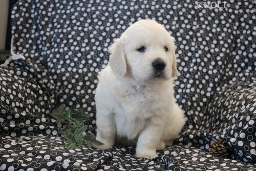 Golden Retriever mit Ahnentafel