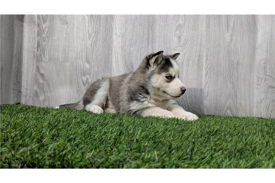 Reinrassige Siberian Husky Welpen