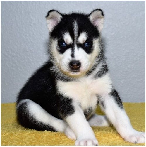 Reinrassige Siberian Husky Welpen