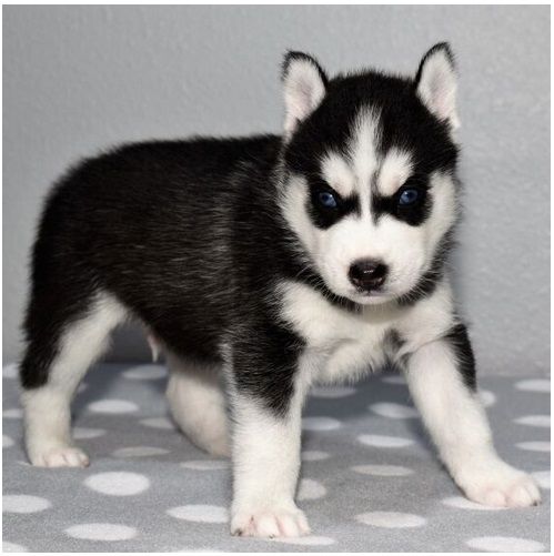 Reinrassige Siberian Husky Welpen