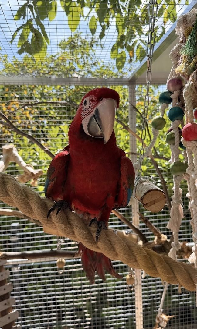 Grünflügel Ara Hahn 5 Monate Futterfest Super Zahm
