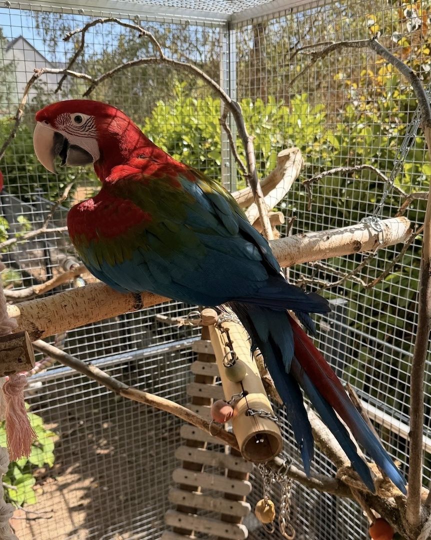Grünflügel Ara Hahn 5 Monate Futterfest Super Zahm