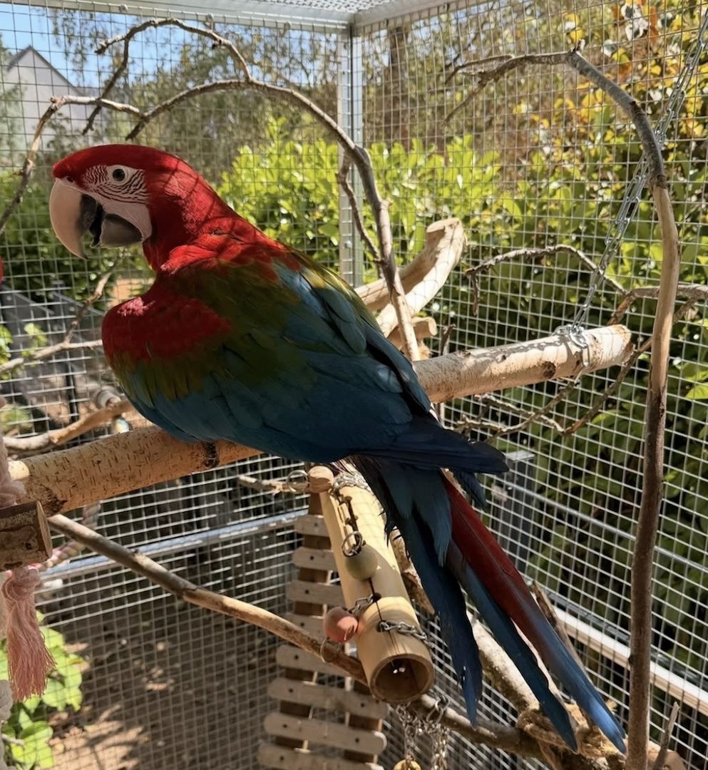 Grünflügel Ara Hahn 5 Monate Futterfest Super Zahm