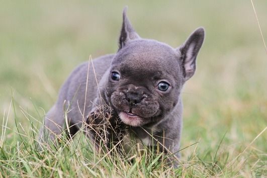 Französische Bulldoggen Welpen (Blue) suchen ein Zuhause