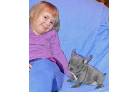 Französische Bulldoggen Welpen (Blue) suchen ein Zuhause