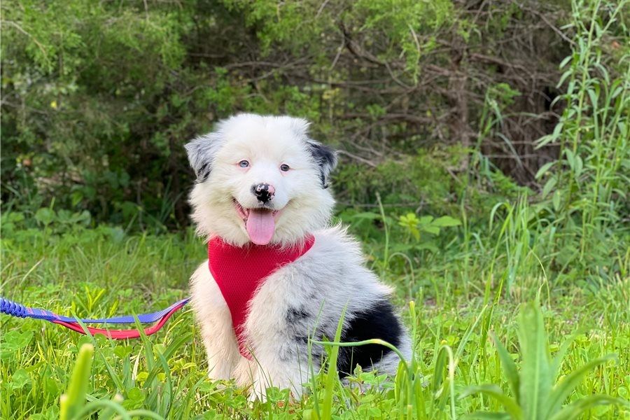 Reinrassige Australian Shepherd Welpen