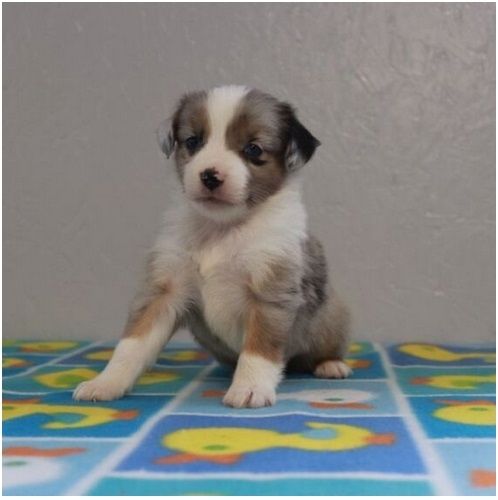 Reinrassige Australian Shepherd Welpen