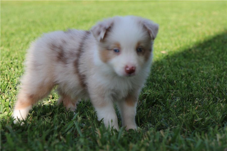 Reinrassige Australian Shepherd Welpen