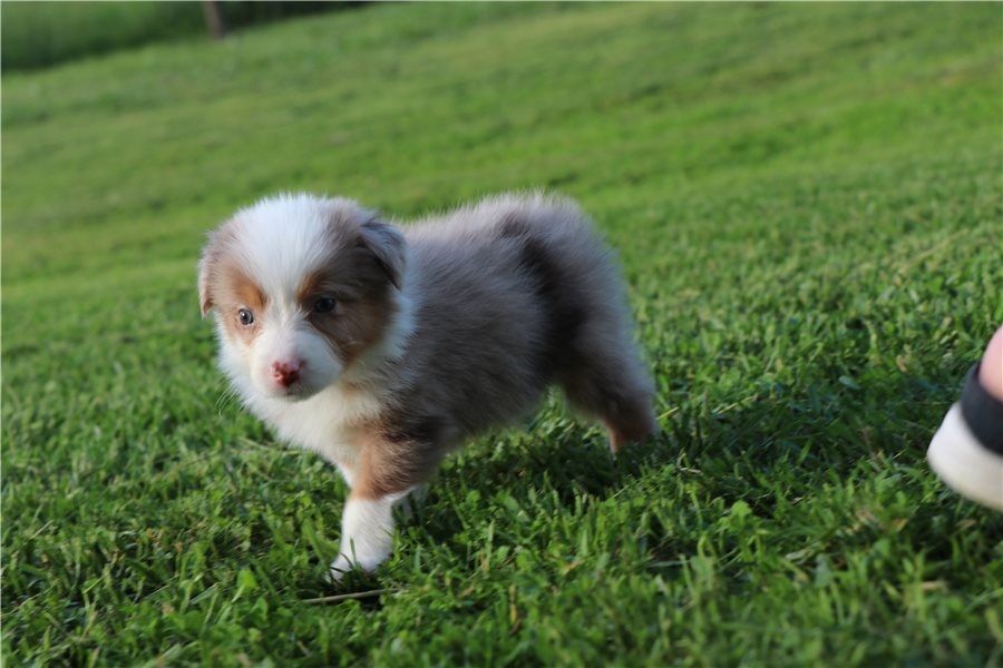 Reinrassige Australian Shepherd Welpen