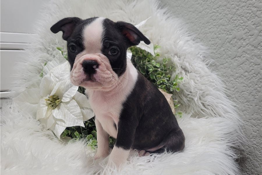 Reinrassige Boston Terrier Welpen