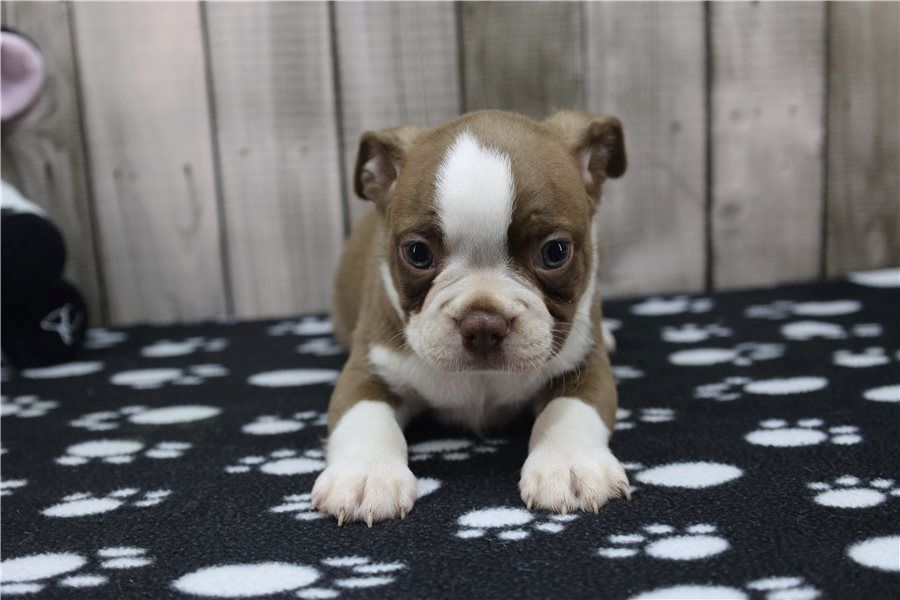 Reinrassige Boston Terrier Welpen
