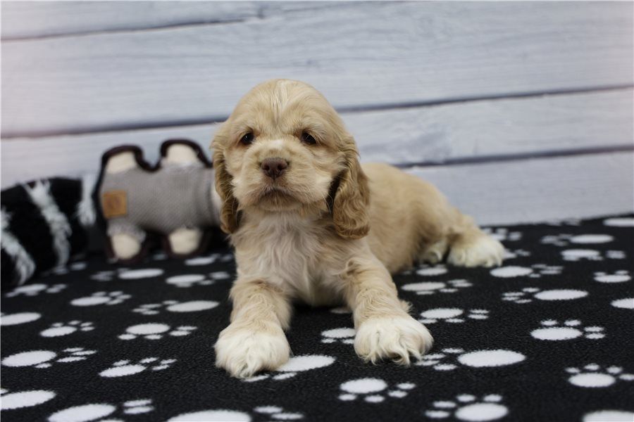 Reinrassige cocker spaniel welpen