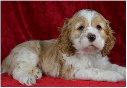 Reinrassige cocker spaniel welpen