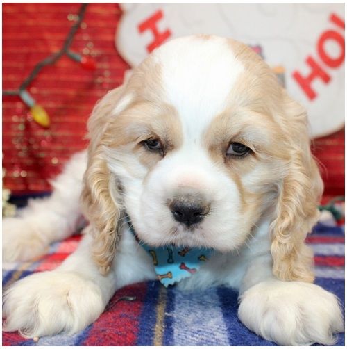 Reinrassige cocker spaniel welpen