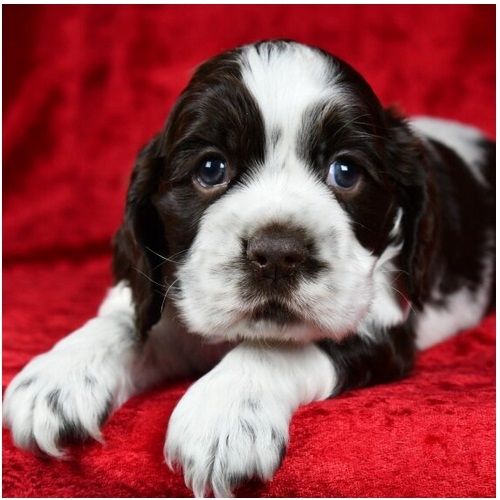 Reinrassige cocker spaniel welpen