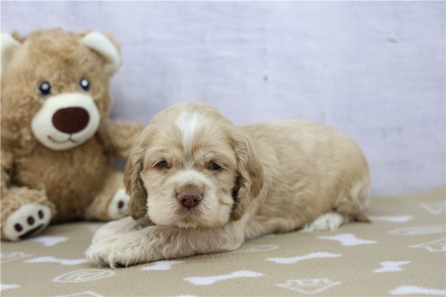 Reinrassige cocker spaniel welpen