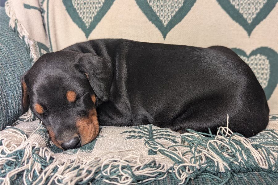 Reinrassige dobermann welpen
