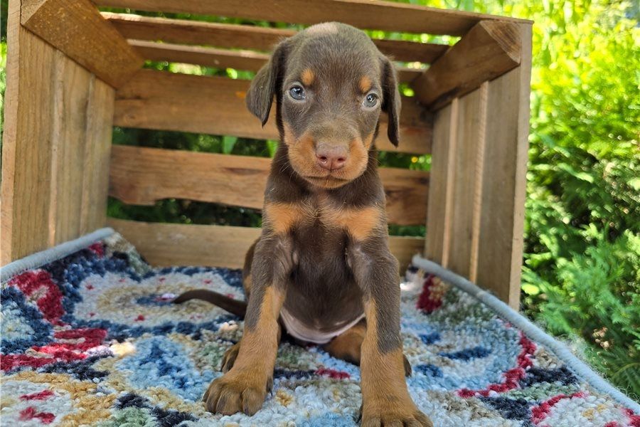 Reinrassige dobermann welpen