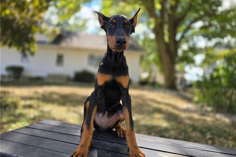 Reinrassige dobermann welpen