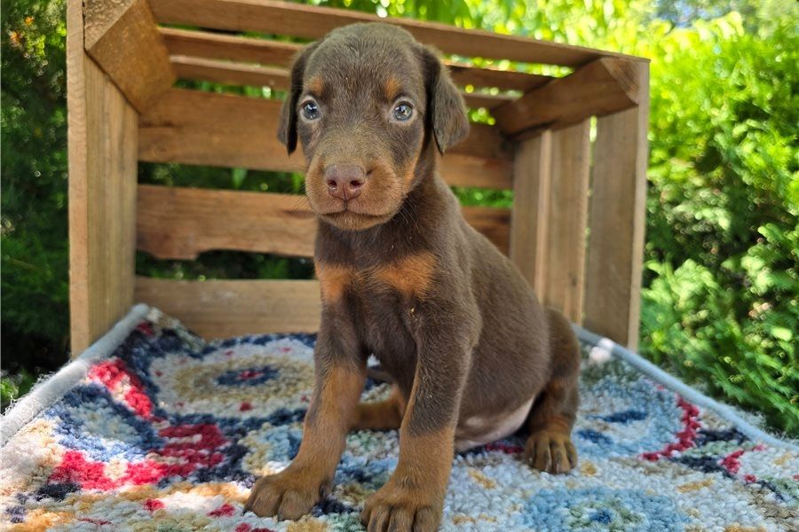 Reinrassige dobermann welpen
