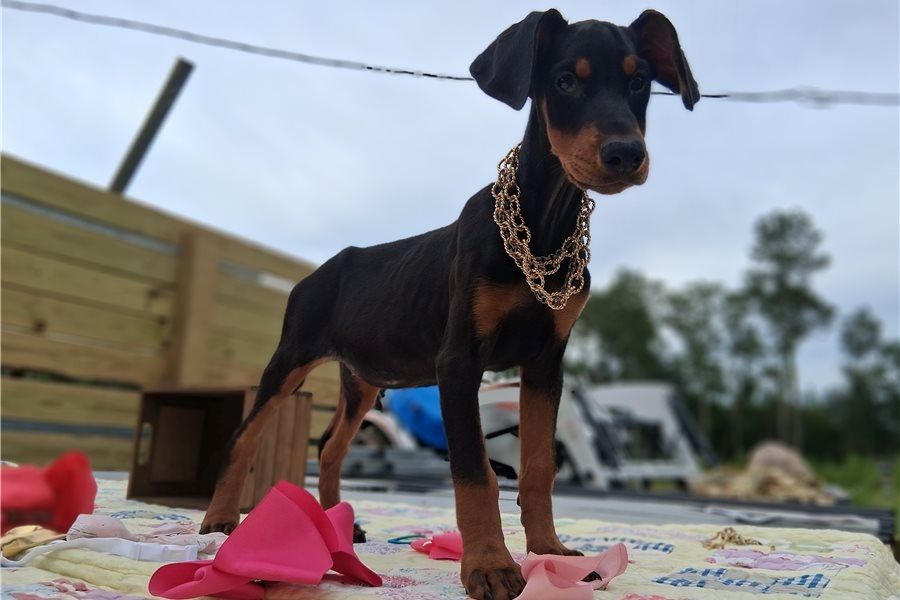 Reinrassige dobermann welpen