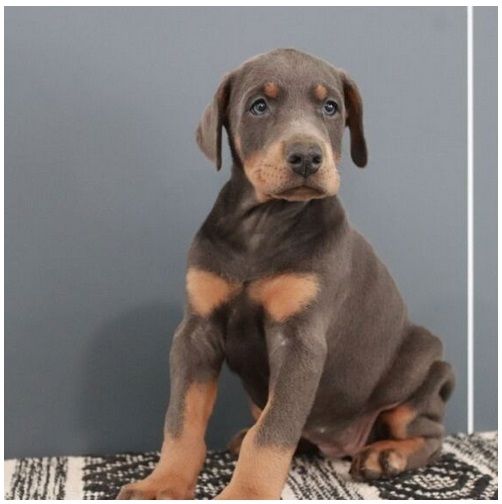 Reinrassige dobermann welpen