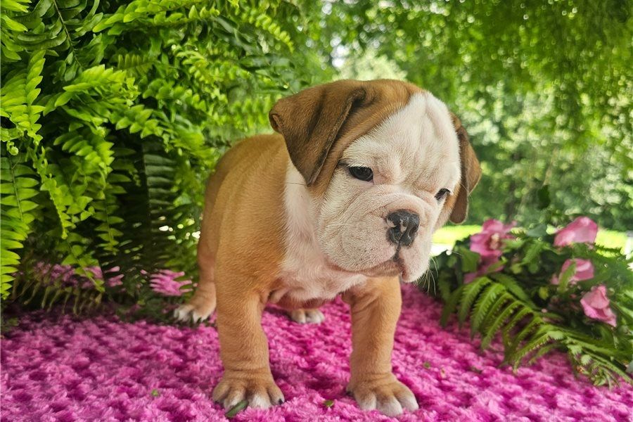 Reinrassige Englische Bulldoggen welpen