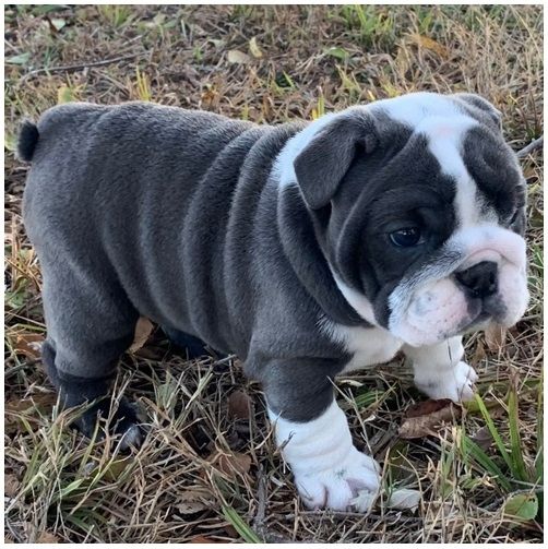 Reinrassige Englische Bulldoggen welpen