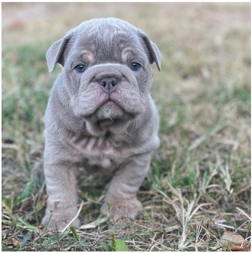 Reinrassige Englische Bulldoggen welpen