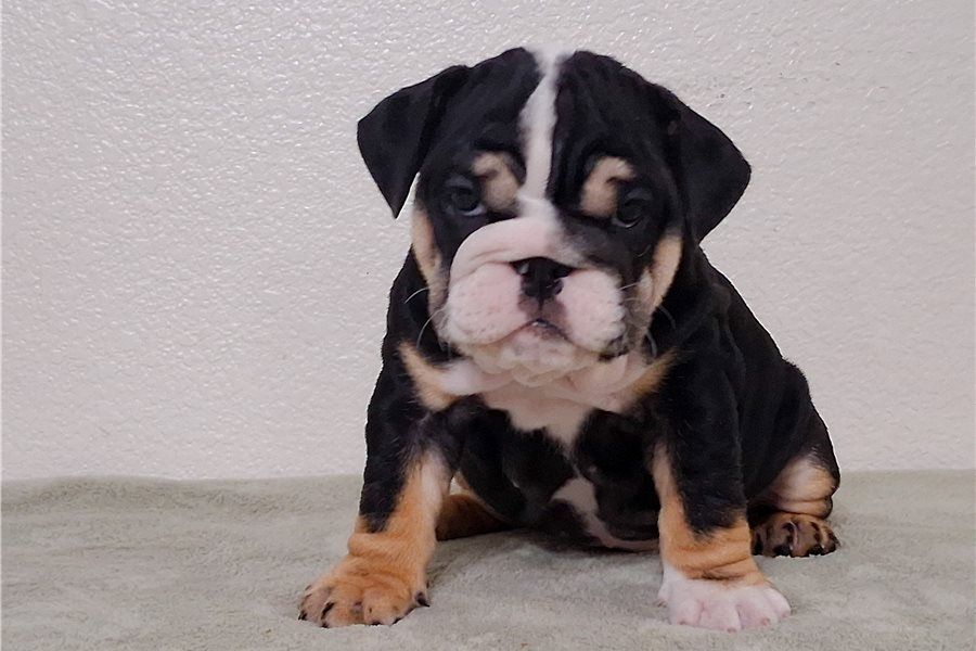 Reinrassige Englische Bulldoggen welpen
