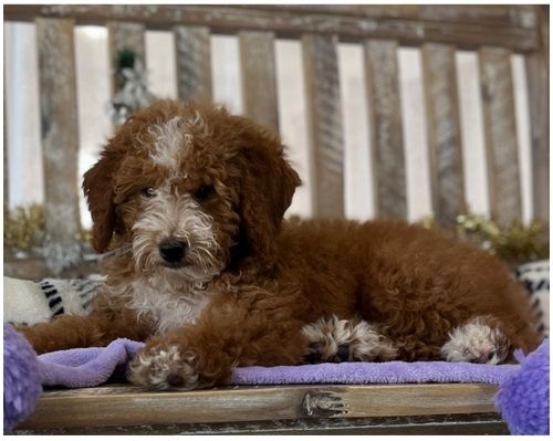 Reinrassige goldendoodle welpen
