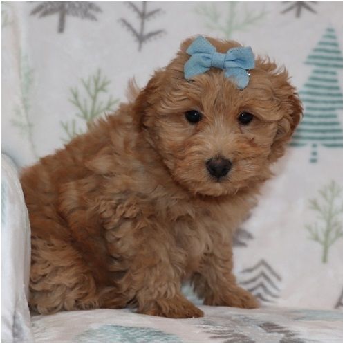 Reinrassige goldendoodle welpen
