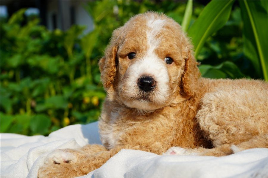 Reinrassige goldendoodle welpen