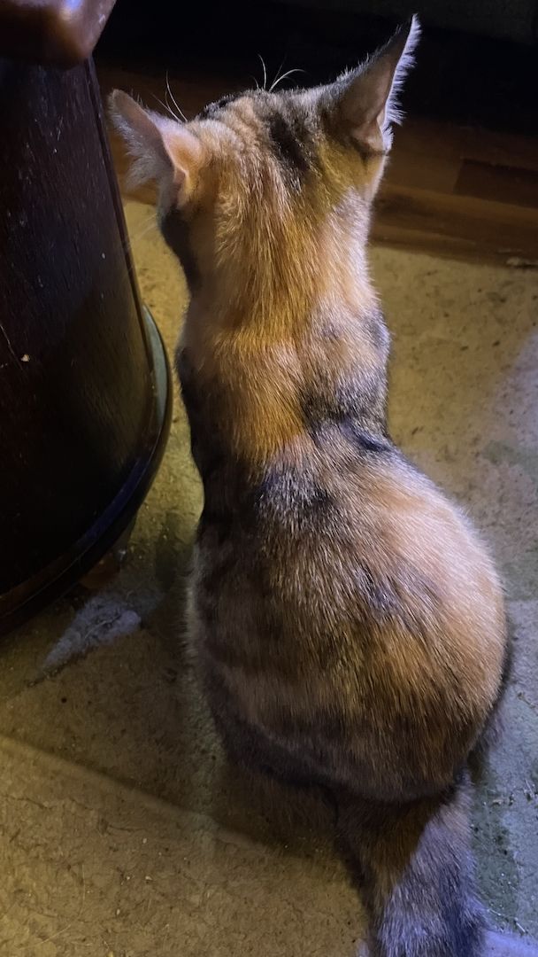 Katzendame  SCHILDPATT / TRICOLR sucht ein liebevolles zu Hause