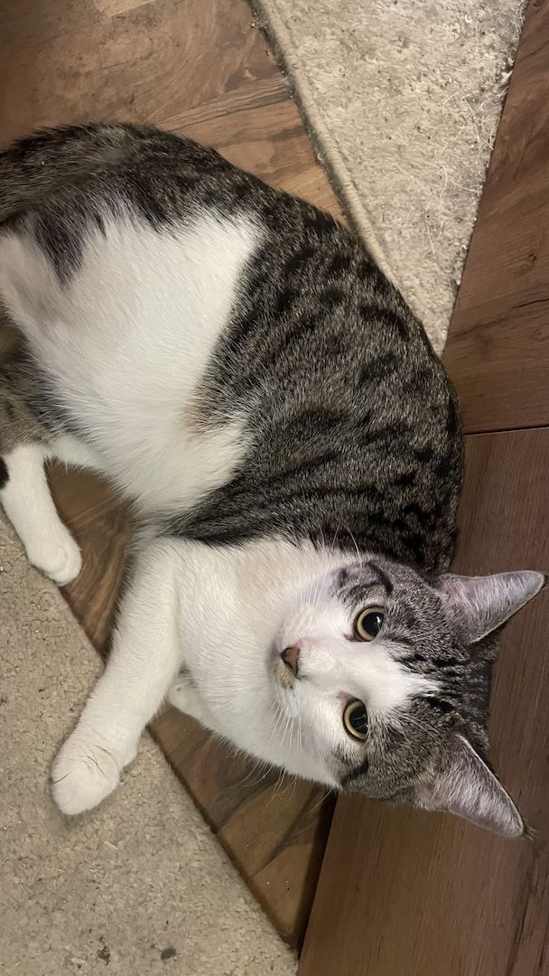 Kater in seltener Farbkombination sucht liebevolles zu Hause auf Lebenszeit
