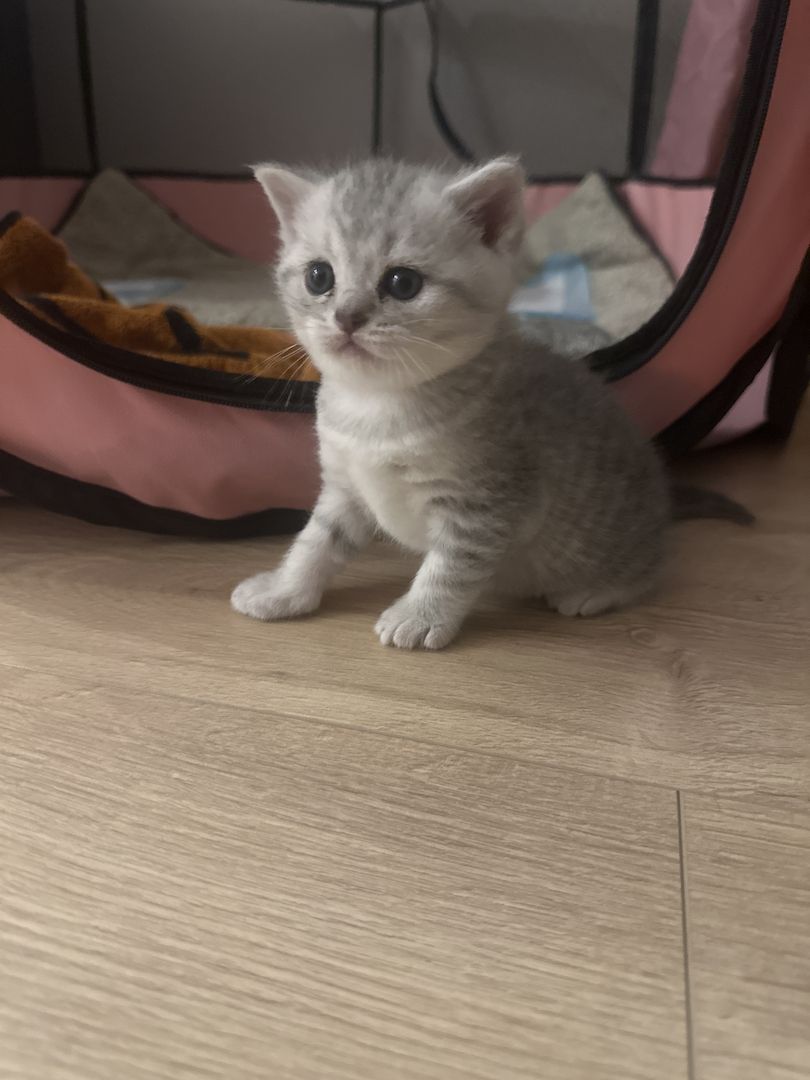 BKH-Kitten