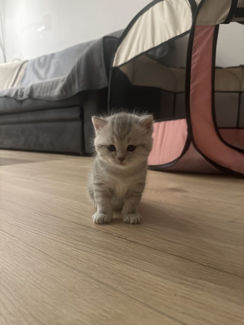 BKH-Kitten