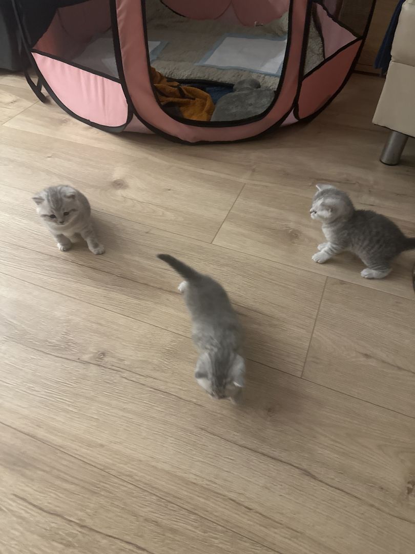 BKH-Kitten