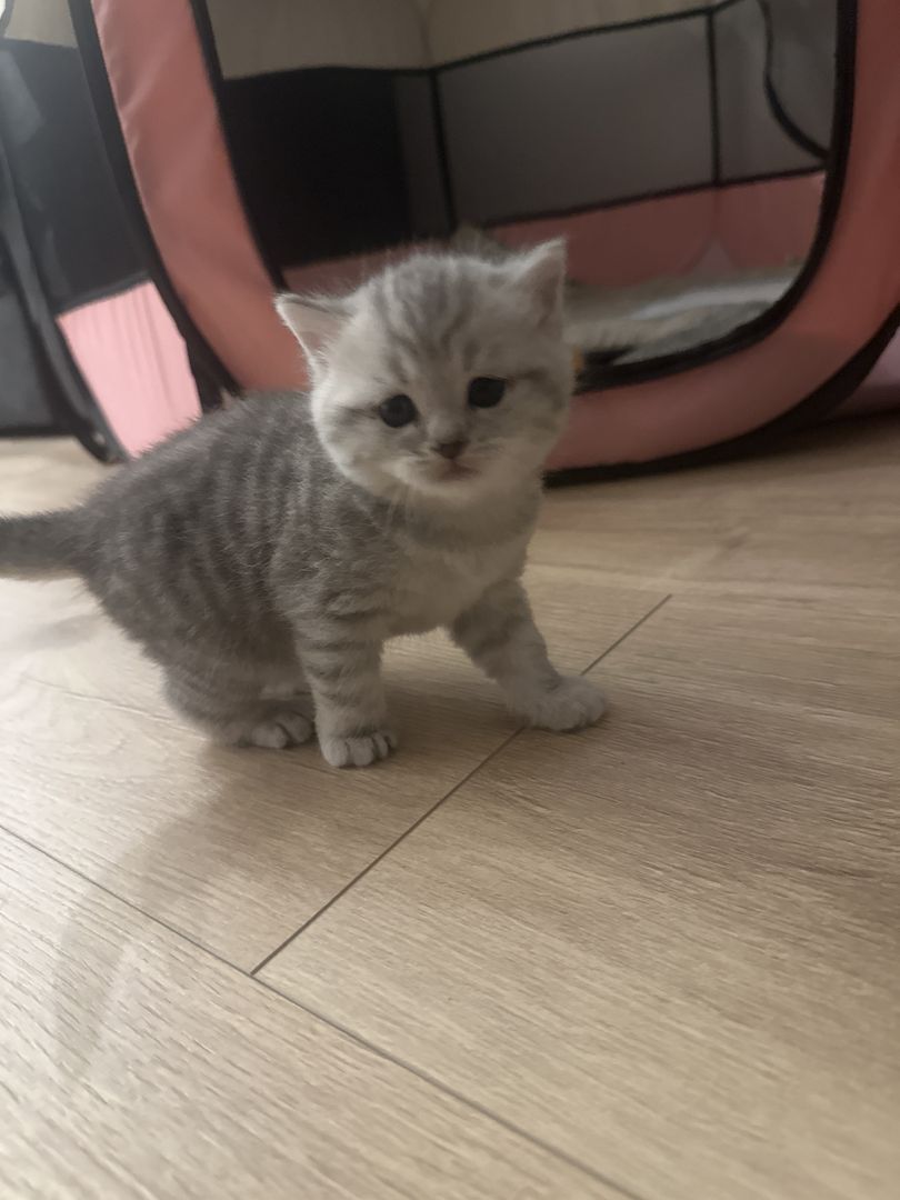 BKH-Kitten