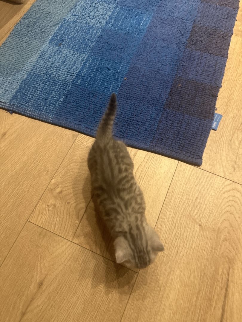 BKH-Kitten