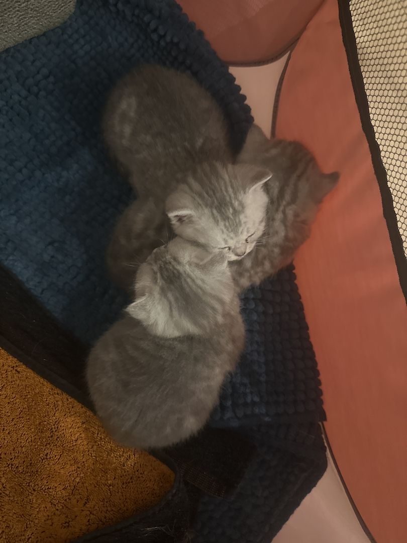 BKH-Kitten