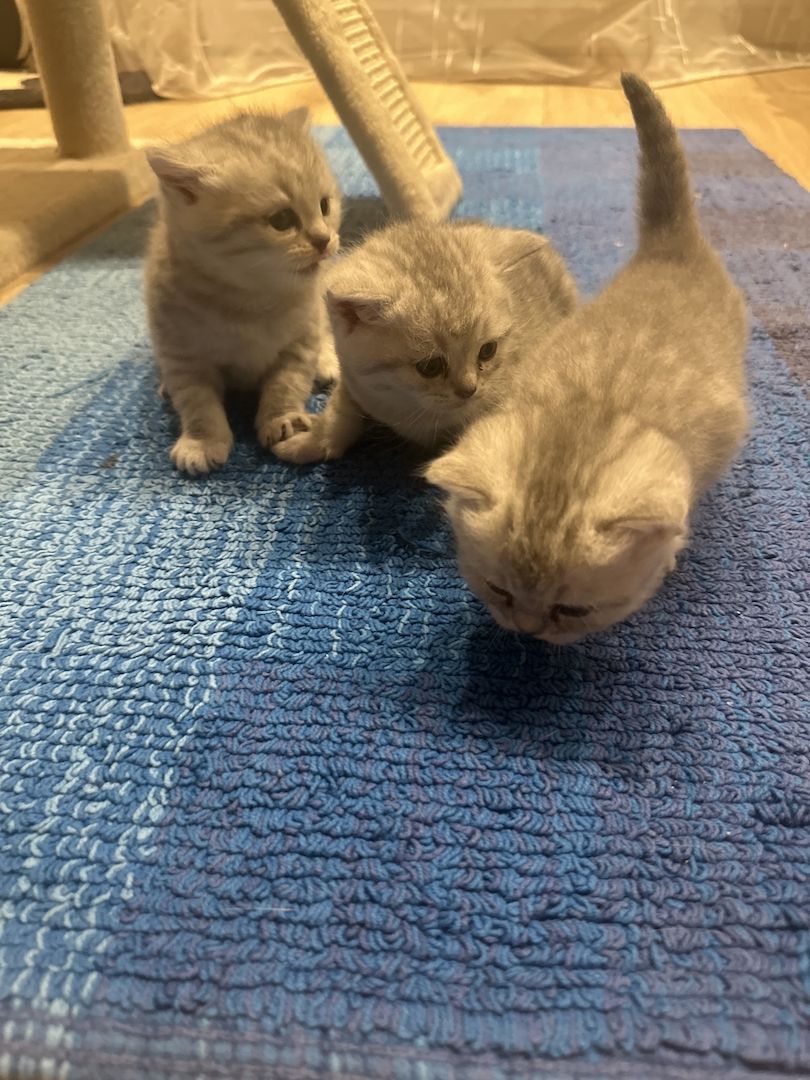 BKH-Kitten
