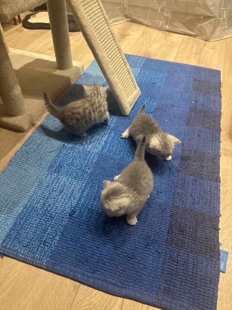 BKH-Kitten