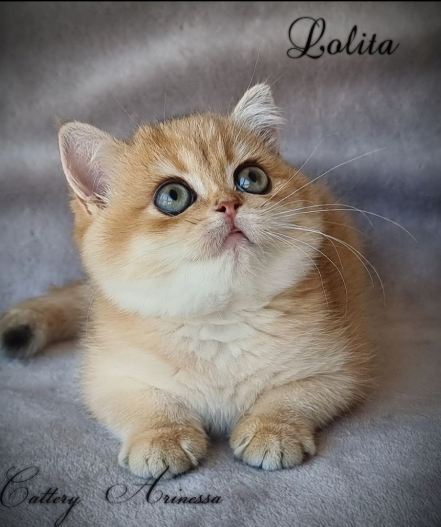 BKH/BLH Britisch Kurzhaar Kitten