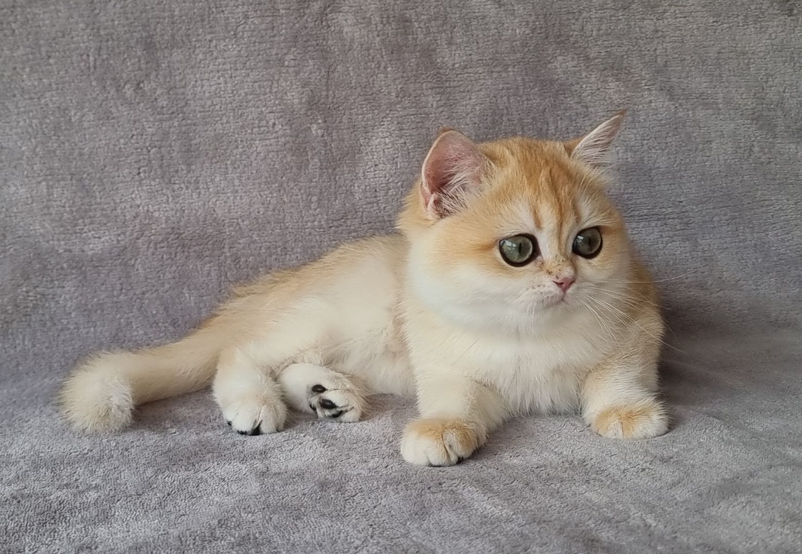 BKH/BLH Britisch Kurzhaar Kitten