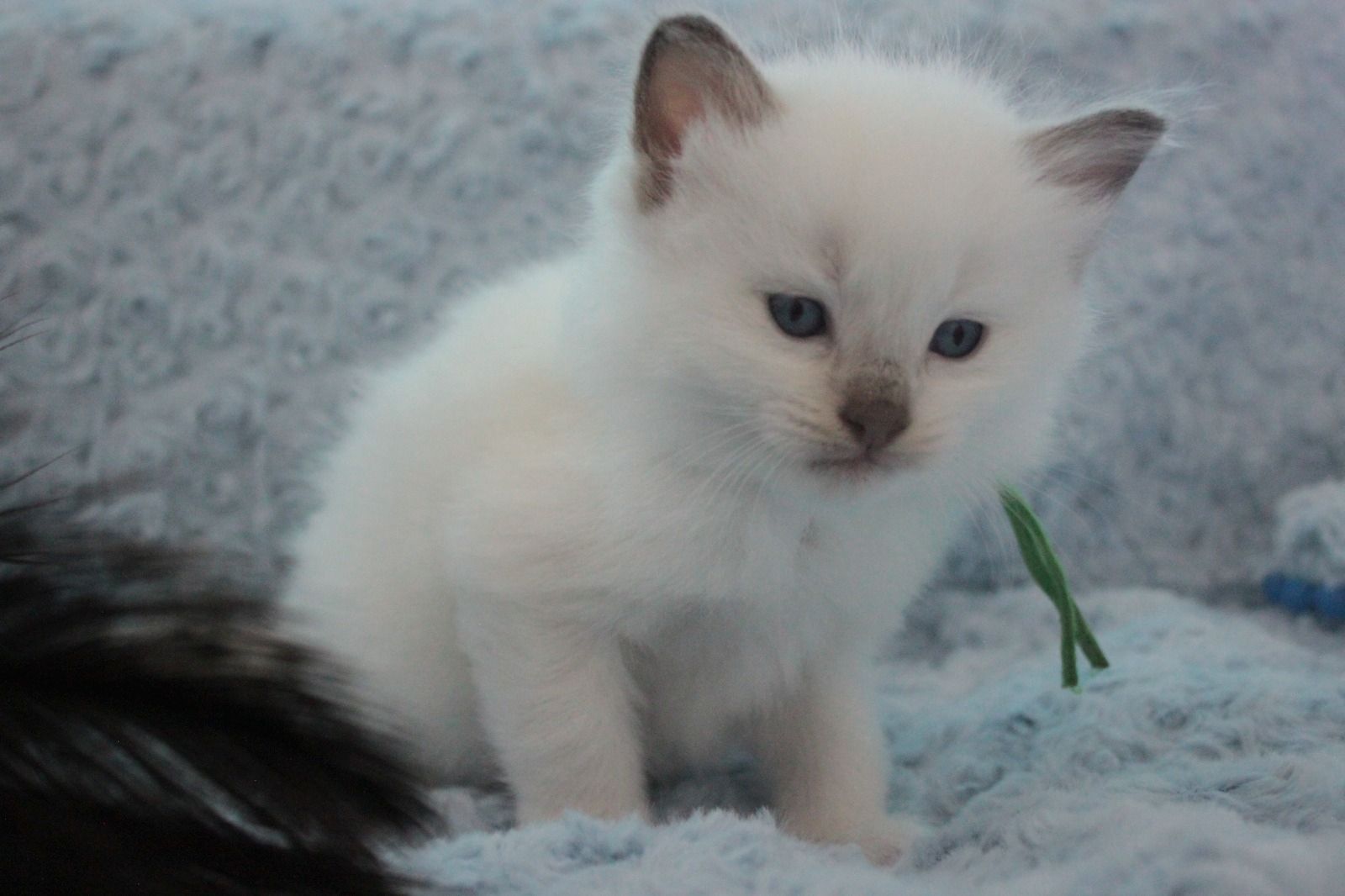 Ragdoll Kitten mit Stammbaum von Züchter