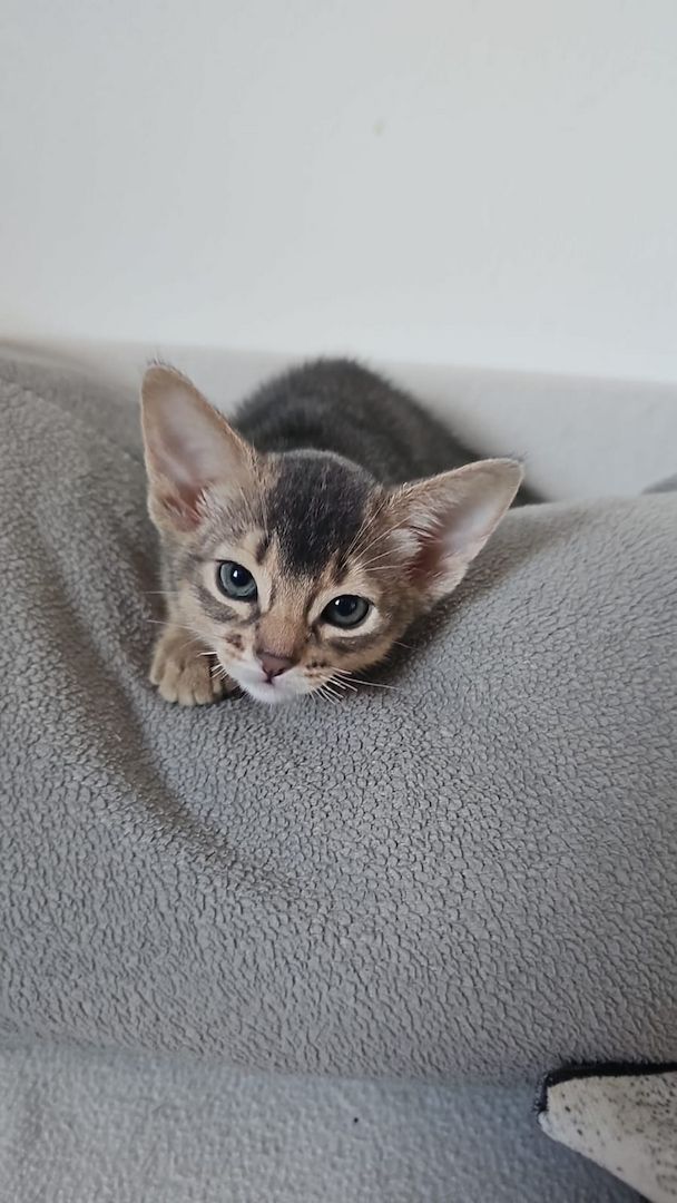 Vier edle reinrassige Abessinierkater in Blau und Ruddy – kleine Persönlichkeiten fürs Leben 🐾❤️