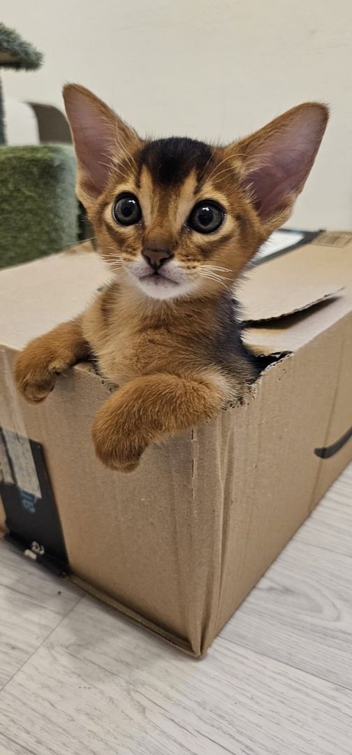 Vier edle reinrassige Abessinierkater in Blau und Ruddy – kleine Persönlichkeiten fürs Leben 🐾❤️