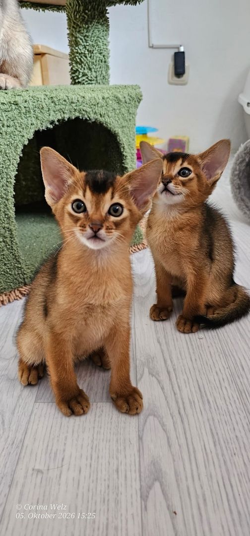 Vier edle reinrassige Abessinierkater in Blau und Ruddy – kleine Persönlichkeiten fürs Leben 🐾❤️